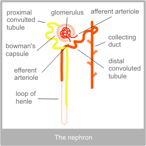The Nephron System. Torbay Acupuncture Centre's western diagnosis of the kidneys This is a digram of the nephron system.